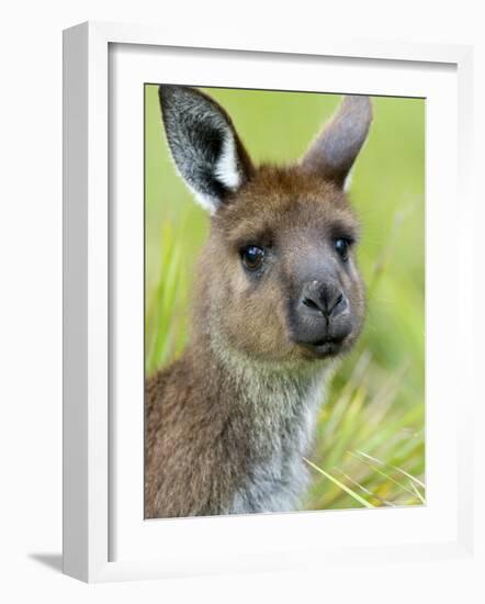 Kangaroo Island Kangaroo, (Macropus Fuliginosus), Flinders Chase N.P., South Australia, Australia-Thorsten Milse-Framed Photographic Print