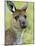Kangaroo Island Kangaroo, (Macropus Fuliginosus), Flinders Chase N.P., South Australia, Australia-Thorsten Milse-Mounted Photographic Print