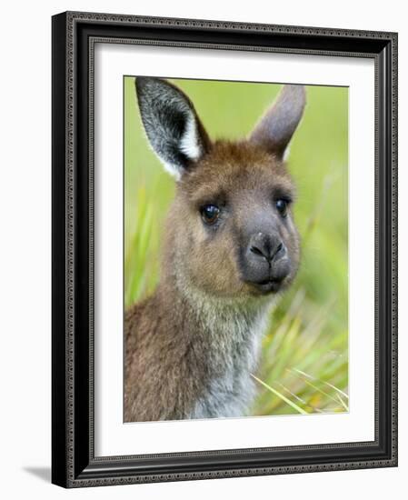 Kangaroo Island Kangaroo, (Macropus Fuliginosus), Flinders Chase N.P., South Australia, Australia-Thorsten Milse-Framed Photographic Print