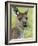 Kangaroo Island Kangaroo, (Macropus Fuliginosus), Flinders Chase N.P., South Australia, Australia-Thorsten Milse-Framed Photographic Print