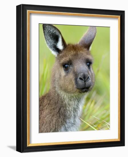 Kangaroo Island Kangaroo, (Macropus Fuliginosus), Flinders Chase N.P., South Australia, Australia-Thorsten Milse-Framed Photographic Print