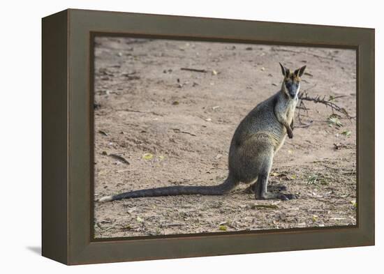 Kangaroo (macropods), Lone Pine Sanctuary, Brisbane, Queensland, Australia, Pacific-Michael Runkel-Framed Premier Image Canvas