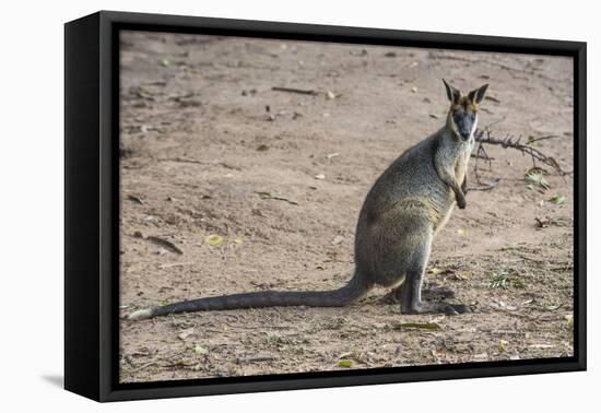 Kangaroo (macropods), Lone Pine Sanctuary, Brisbane, Queensland, Australia, Pacific-Michael Runkel-Framed Premier Image Canvas