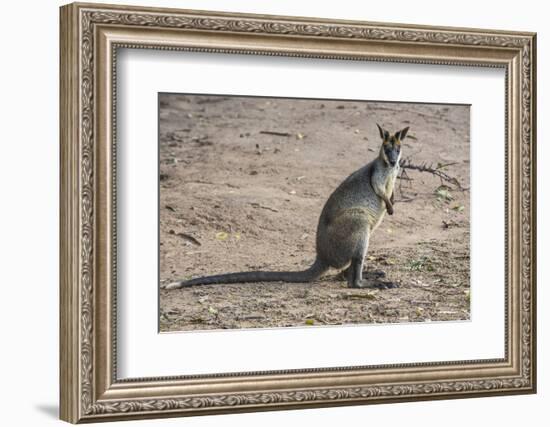 Kangaroo (macropods), Lone Pine Sanctuary, Brisbane, Queensland, Australia, Pacific-Michael Runkel-Framed Photographic Print