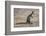 Kangaroo (macropods), Lone Pine Sanctuary, Brisbane, Queensland, Australia, Pacific-Michael Runkel-Framed Photographic Print