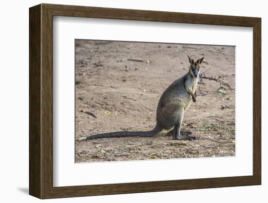 Kangaroo (macropods), Lone Pine Sanctuary, Brisbane, Queensland, Australia, Pacific-Michael Runkel-Framed Photographic Print