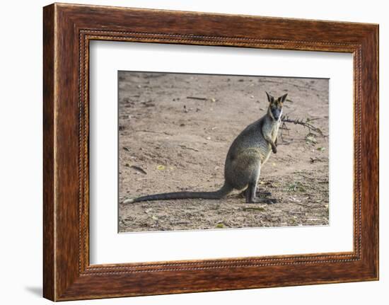 Kangaroo (macropods), Lone Pine Sanctuary, Brisbane, Queensland, Australia, Pacific-Michael Runkel-Framed Photographic Print