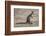 Kangaroo (macropods), Lone Pine Sanctuary, Brisbane, Queensland, Australia, Pacific-Michael Runkel-Framed Photographic Print