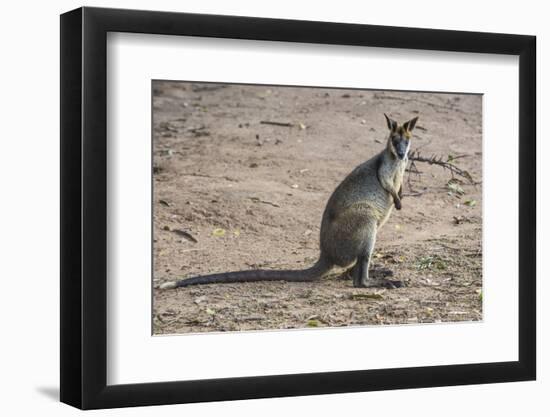 Kangaroo (macropods), Lone Pine Sanctuary, Brisbane, Queensland, Australia, Pacific-Michael Runkel-Framed Photographic Print