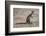 Kangaroo (macropods), Lone Pine Sanctuary, Brisbane, Queensland, Australia, Pacific-Michael Runkel-Framed Photographic Print