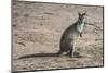 Kangaroo (macropods), Lone Pine Sanctuary, Brisbane, Queensland, Australia, Pacific-Michael Runkel-Mounted Photographic Print