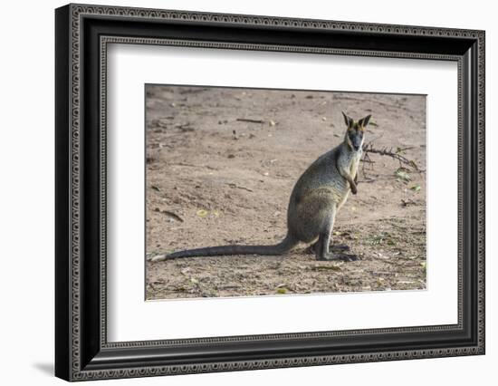 Kangaroo (macropods), Lone Pine Sanctuary, Brisbane, Queensland, Australia, Pacific-Michael Runkel-Framed Photographic Print