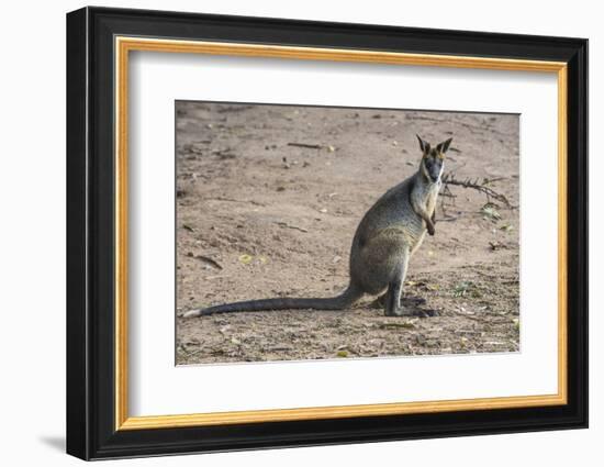 Kangaroo (macropods), Lone Pine Sanctuary, Brisbane, Queensland, Australia, Pacific-Michael Runkel-Framed Photographic Print