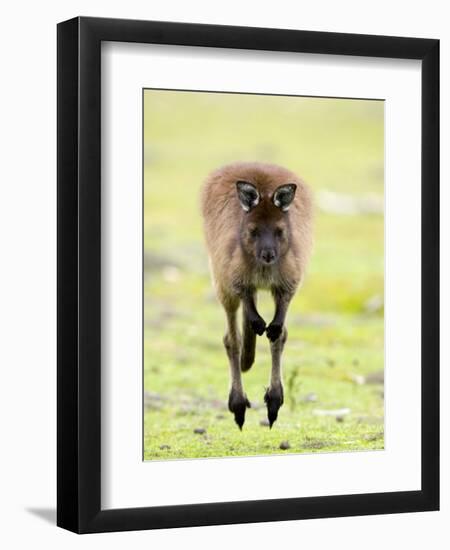 Kangaroo, (Macropus Fuliginosus), Flinders Chase N.P., Kangaroo Island, South Australia, Australia-Thorsten Milse-Framed Photographic Print