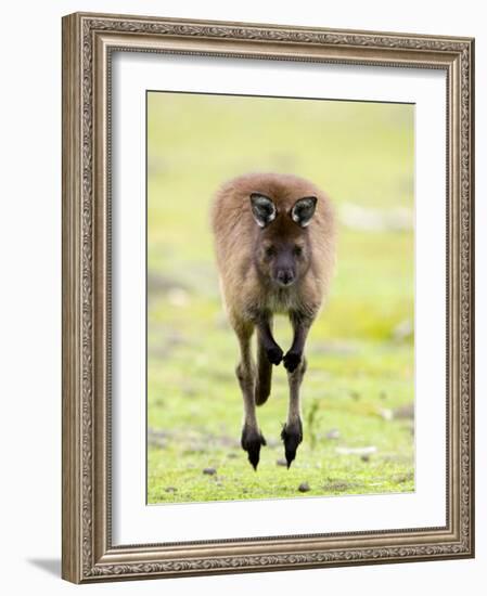 Kangaroo, (Macropus Fuliginosus), Flinders Chase N.P., Kangaroo Island, South Australia, Australia-Thorsten Milse-Framed Photographic Print