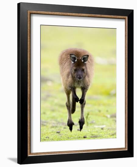 Kangaroo, (Macropus Fuliginosus), Flinders Chase N.P., Kangaroo Island, South Australia, Australia-Thorsten Milse-Framed Photographic Print