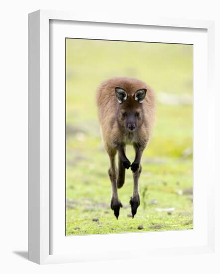 Kangaroo, (Macropus Fuliginosus), Flinders Chase N.P., Kangaroo Island, South Australia, Australia-Thorsten Milse-Framed Photographic Print