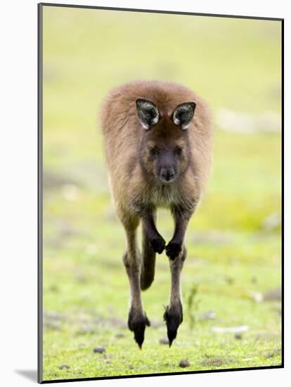 Kangaroo, (Macropus Fuliginosus), Flinders Chase N.P., Kangaroo Island, South Australia, Australia-Thorsten Milse-Mounted Photographic Print