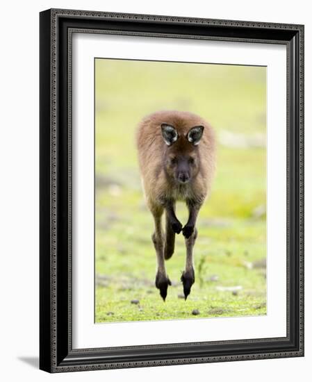 Kangaroo, (Macropus Fuliginosus), Flinders Chase N.P., Kangaroo Island, South Australia, Australia-Thorsten Milse-Framed Photographic Print