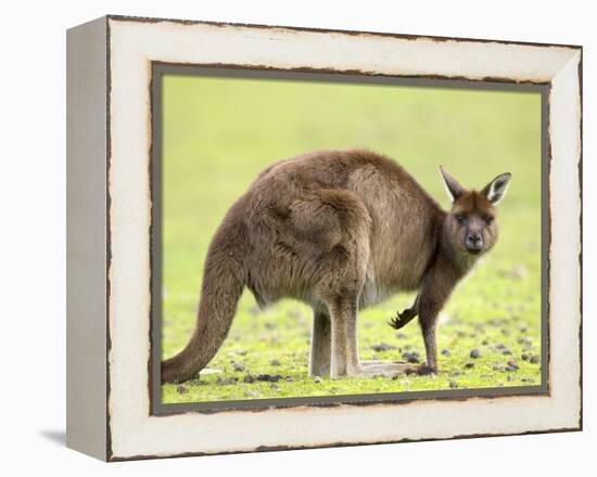 Kangaroo (Macropus Fuliginosus Fuliginosus), Kangaroo Island, South Australia, Australia, Pacific-Thorsten Milse-Framed Premier Image Canvas