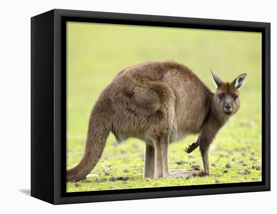 Kangaroo (Macropus Fuliginosus Fuliginosus), Kangaroo Island, South Australia, Australia, Pacific-Thorsten Milse-Framed Premier Image Canvas