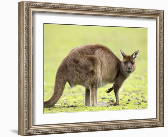 Kangaroo (Macropus Fuliginosus Fuliginosus), Kangaroo Island, South Australia, Australia, Pacific-Thorsten Milse-Framed Photographic Print