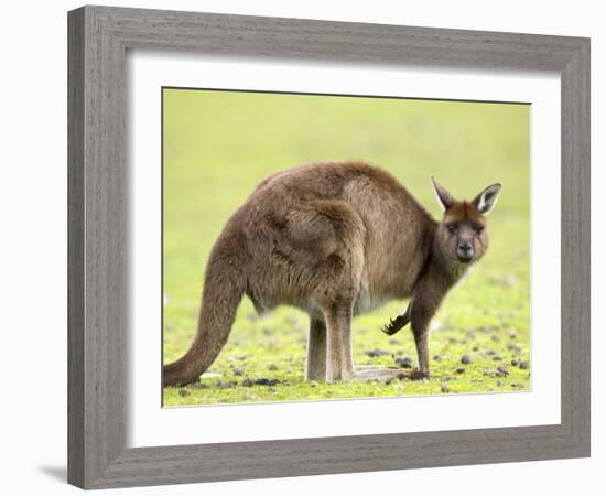 Kangaroo (Macropus Fuliginosus Fuliginosus), Kangaroo Island, South Australia, Australia, Pacific-Thorsten Milse-Framed Photographic Print