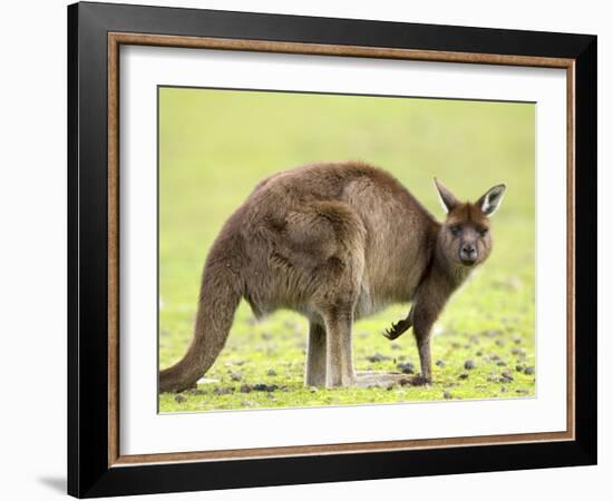 Kangaroo (Macropus Fuliginosus Fuliginosus), Kangaroo Island, South Australia, Australia, Pacific-Thorsten Milse-Framed Photographic Print