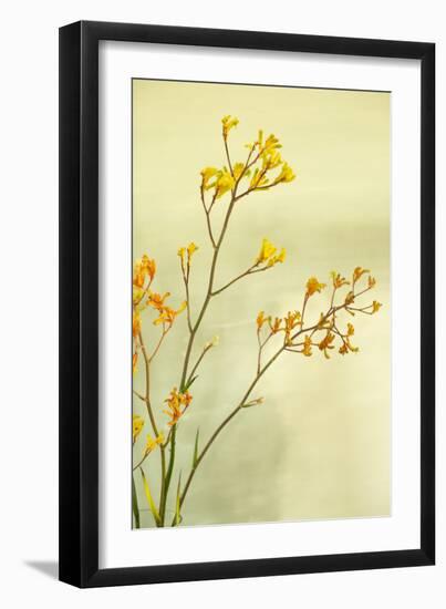 Kangaroo Paw I-Karyn Millet-Framed Photographic Print