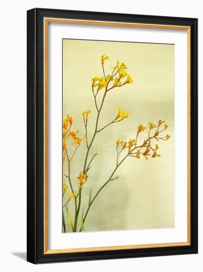 Kangaroo Paw I-Karyn Millet-Framed Photographic Print