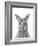 Kangaroo Portrait-Lucy Francis-Framed Giclee Print