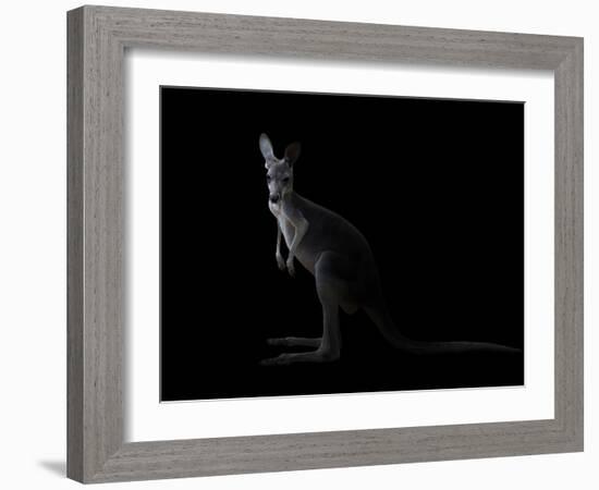 Kangaroo Standing in the Dark with Spotlight-Anan Kaewkhammul-Framed Photographic Print