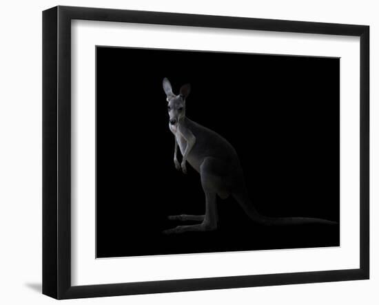 Kangaroo Standing in the Dark with Spotlight-Anan Kaewkhammul-Framed Photographic Print