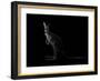 Kangaroo Standing in the Dark with Spotlight-Anan Kaewkhammul-Framed Photographic Print