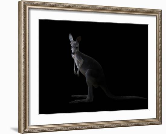 Kangaroo Standing in the Dark with Spotlight-Anan Kaewkhammul-Framed Photographic Print