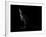 Kangaroo Standing in the Dark with Spotlight-Anan Kaewkhammul-Framed Photographic Print