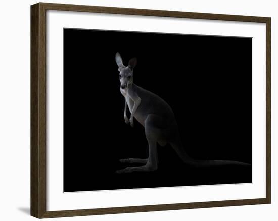 Kangaroo Standing in the Dark with Spotlight-Anan Kaewkhammul-Framed Photographic Print