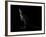 Kangaroo Standing in the Dark with Spotlight-Anan Kaewkhammul-Framed Photographic Print