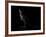 Kangaroo Standing in the Dark with Spotlight-Anan Kaewkhammul-Framed Photographic Print