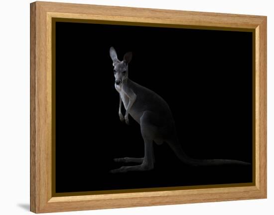 Kangaroo Standing in the Dark with Spotlight-Anan Kaewkhammul-Framed Premier Image Canvas