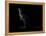 Kangaroo Standing in the Dark with Spotlight-Anan Kaewkhammul-Framed Premier Image Canvas