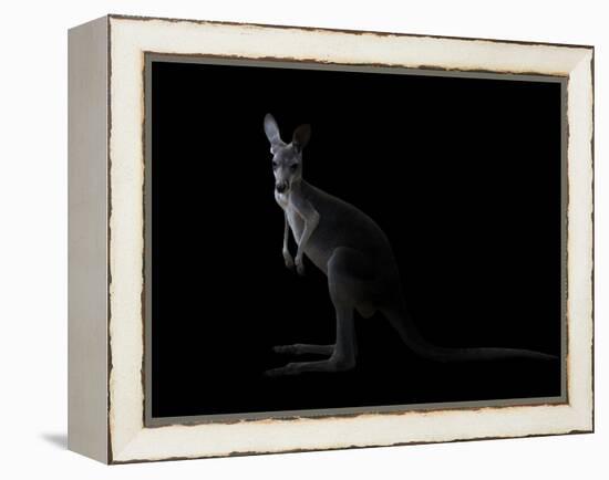 Kangaroo Standing in the Dark with Spotlight-Anan Kaewkhammul-Framed Premier Image Canvas