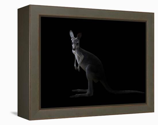 Kangaroo Standing in the Dark with Spotlight-Anan Kaewkhammul-Framed Premier Image Canvas