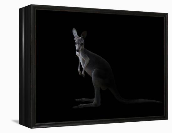 Kangaroo Standing in the Dark with Spotlight-Anan Kaewkhammul-Framed Premier Image Canvas