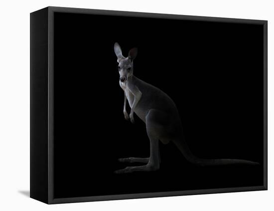 Kangaroo Standing in the Dark with Spotlight-Anan Kaewkhammul-Framed Premier Image Canvas