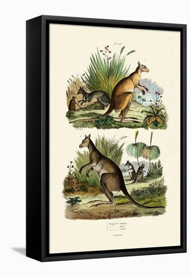 Kangaroos, 1833-39-null-Framed Premier Image Canvas