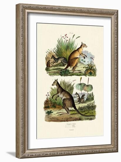 Kangaroos, 1833-39-null-Framed Giclee Print