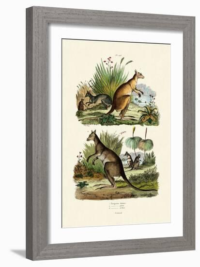 Kangaroos, 1833-39-null-Framed Giclee Print