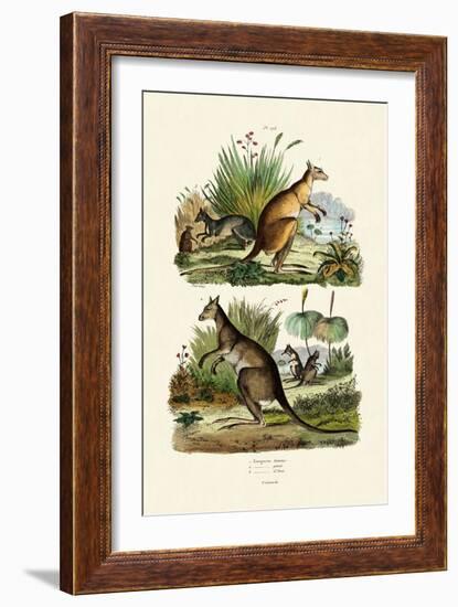 Kangaroos, 1833-39-null-Framed Giclee Print