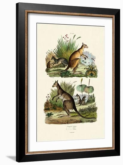 Kangaroos, 1833-39-null-Framed Giclee Print